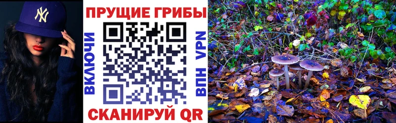Галлюциногенные грибы GOLDEN TEACHER  Таганрог 